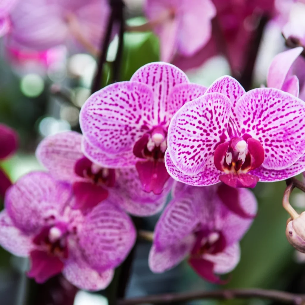 Orquídeas Exuberantes – Sofisticação e beleza em cada detalhe