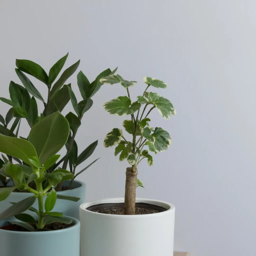 Plantas que Encantam – Presentes vivos que trazem alegria ao ambiente.